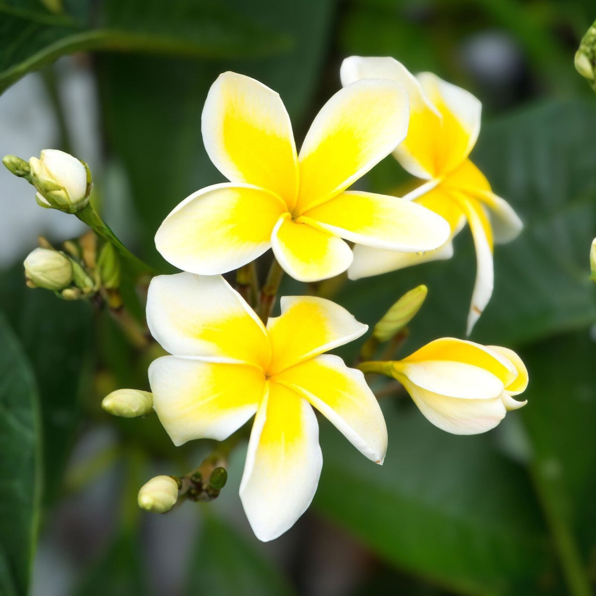 Fragrant Cream Color Cuttings - 6 Inch Long - 5 Cuttings for Propagation - Ideal for Indoor Plants