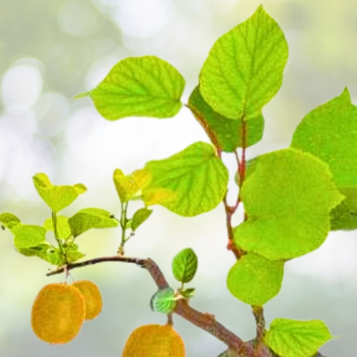 Kiwi Plant Set of 2 - Live Rooted Starter Plants - Prolific Variety - Perfect for Zones 4-8 - No Pot