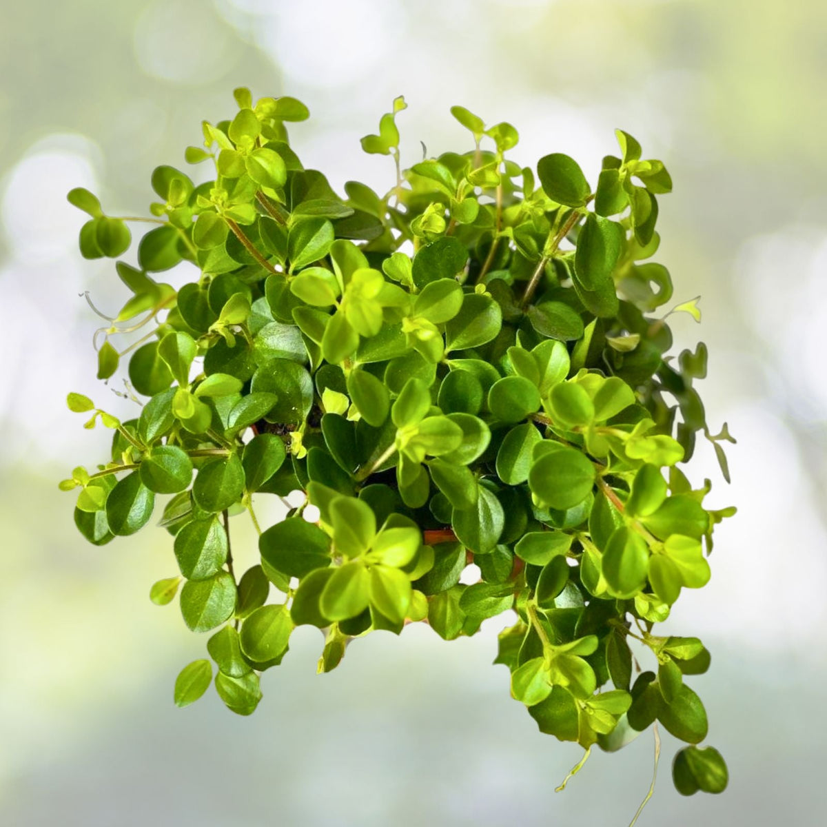 Peperomia Plant 4" Trailing Green Leaves Peperomia quadrangularis Non-Toxic Indoor Houseplant