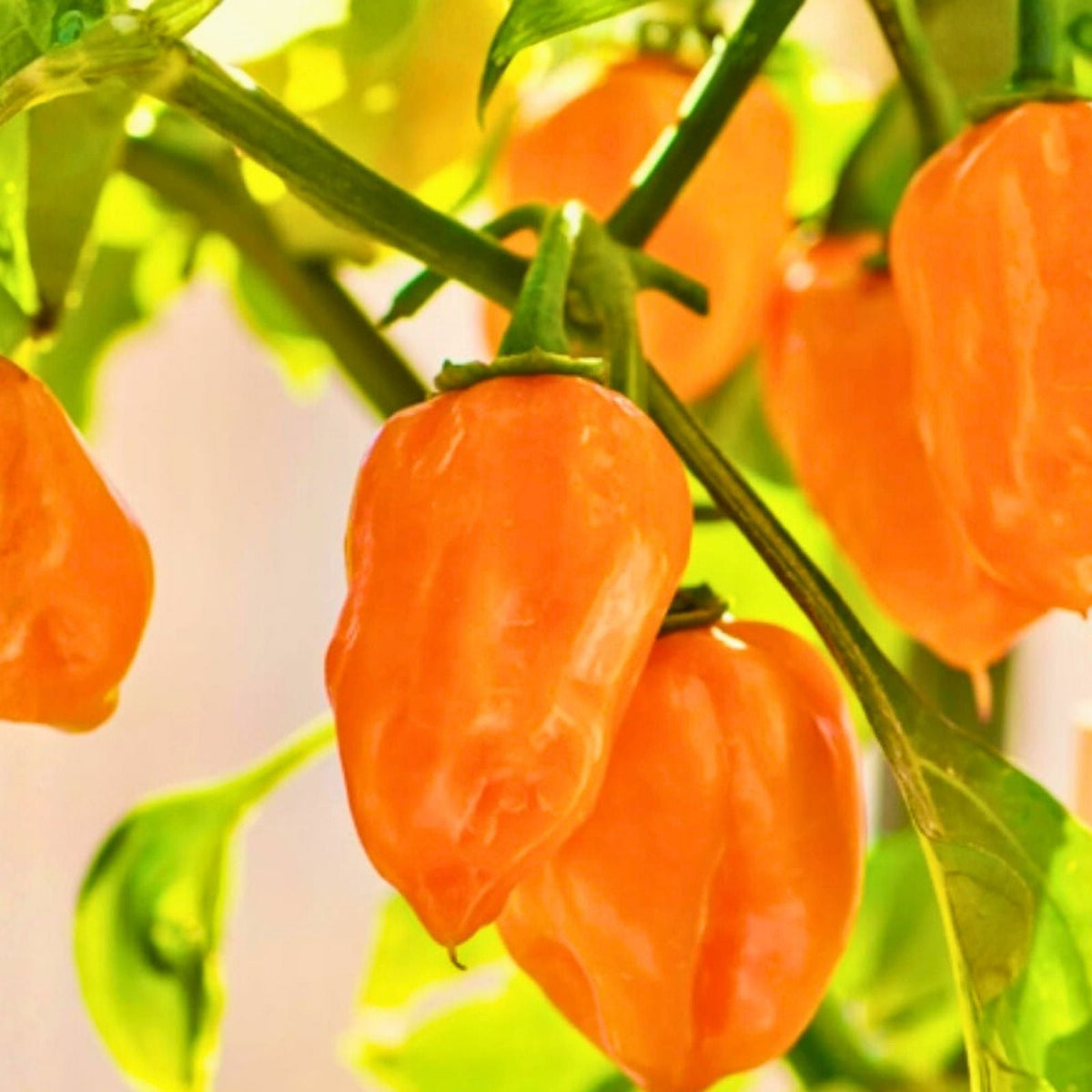 Habanero Chile Pepper Seeds – 20+ Heirloom Seeds for Spicy Flavor – Capsicum chinense – Fresh & Cooked Dishes