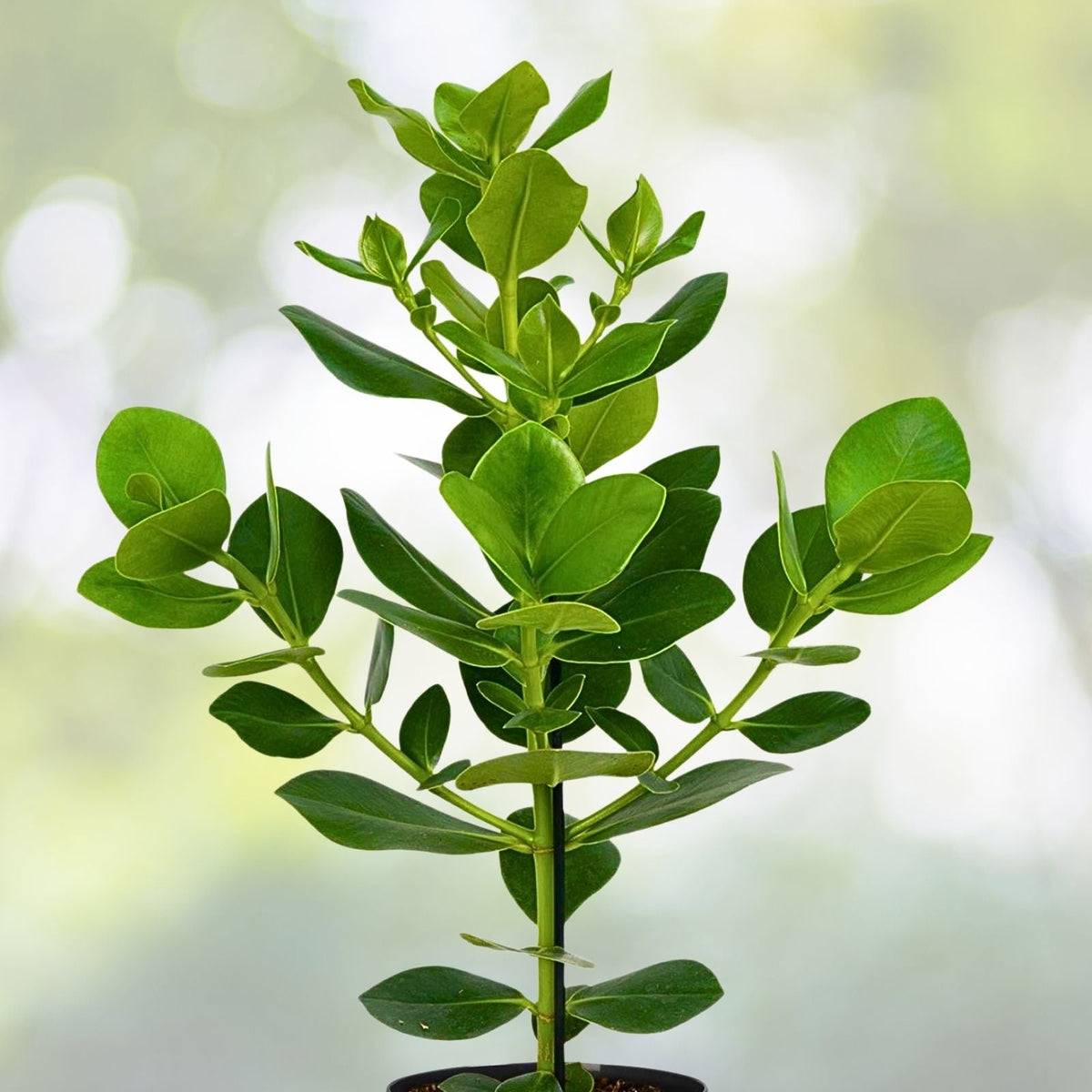 Clusia Rosea Autograph Tree Cuttings 9-Pack, Tropical Evergreen Ornamental Plant, Easy Propagation, Clusia Rosea