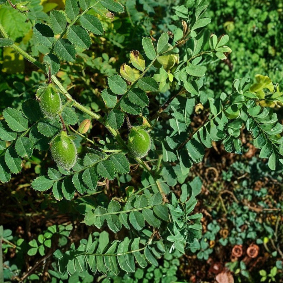 Garbanzo Bean Seeds 12 oz | Chickpea Seeds for Planting | Cicer arietinum | Organic Edible Legumes