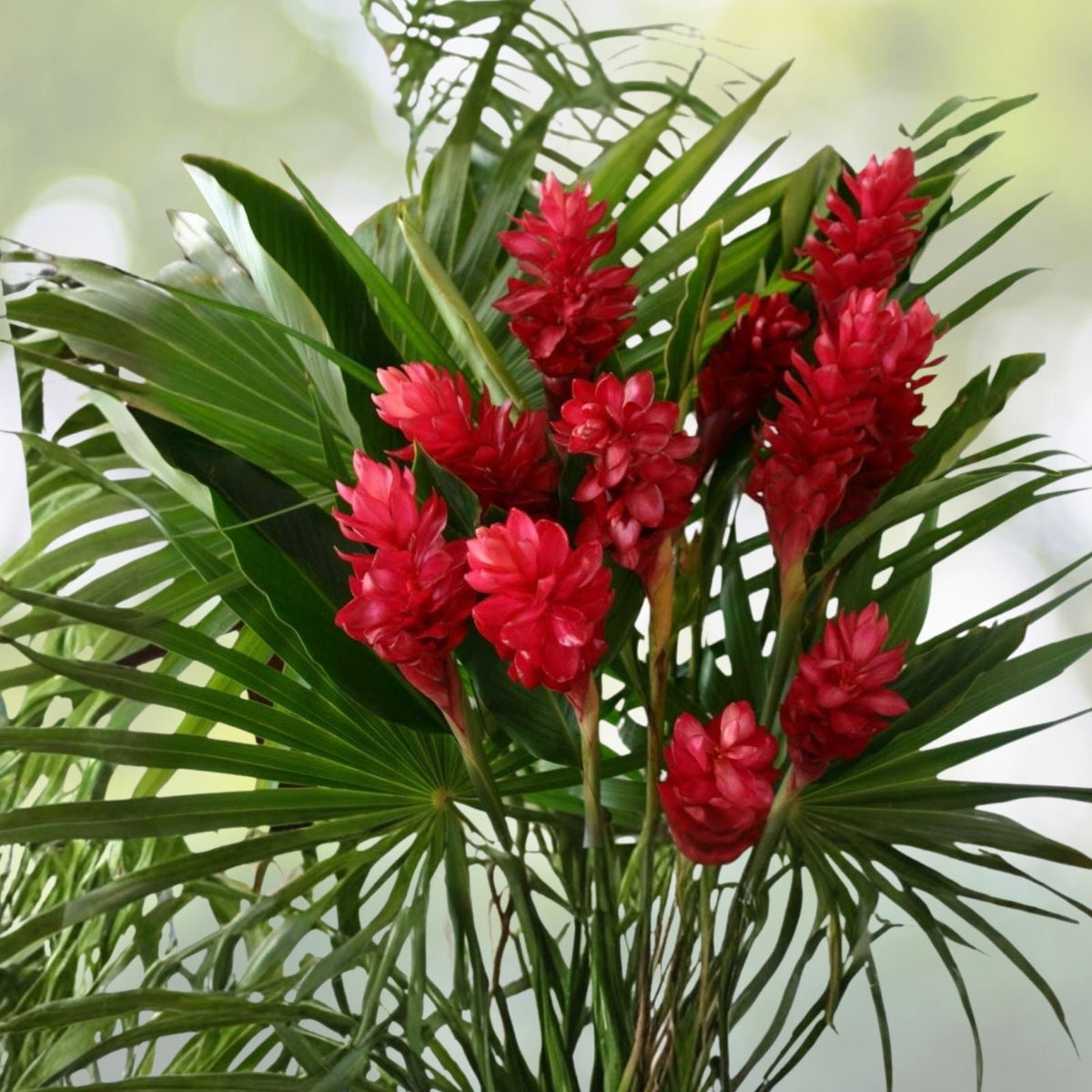 Fresh Hawaiian Red Ginger Rhizomes, Alpinia Purpurata, Tropical Easy to Grow Plants, 2 Pack, Free Shipping