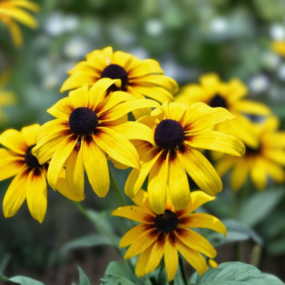 Black-Eyed Susan Plants - 12 Bare Root Plugs - Organic Flowering Perennial - Rudbeckia hirta