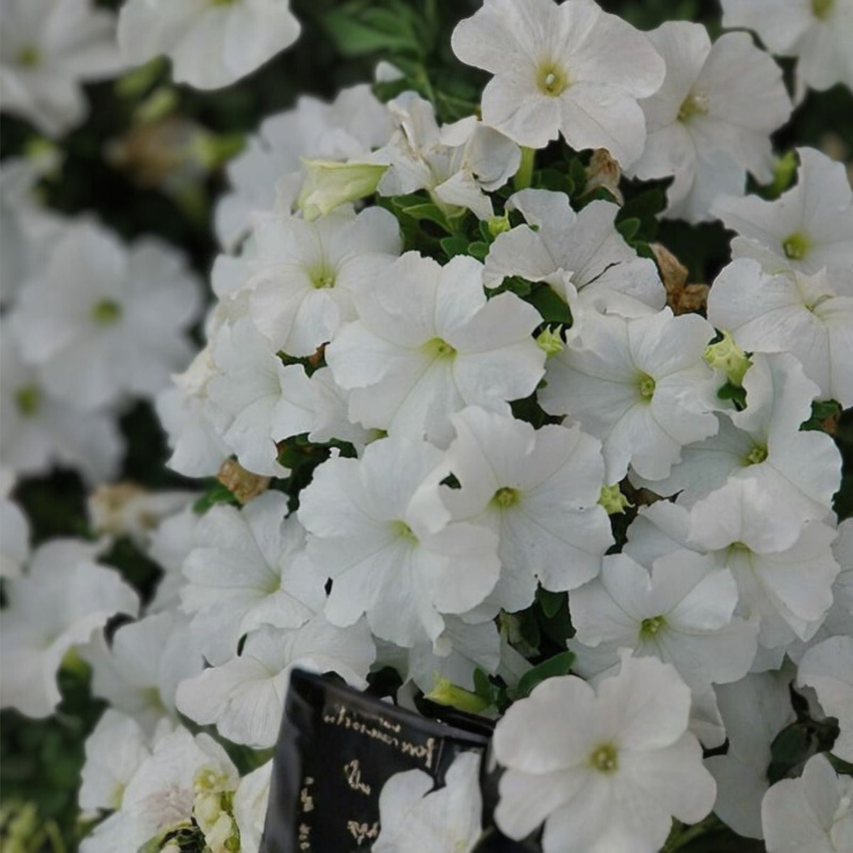 Sun Grand Petunia Seeds 1000+ Bulk Annual Flower Seeds Petunia x hybrida Perennial US Seller