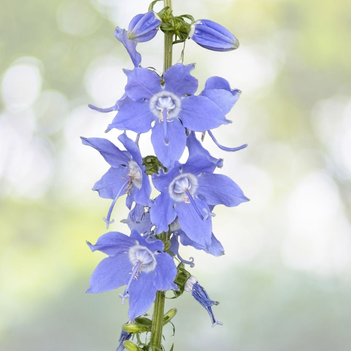 Tall Bellflower Seeds - 500+ Count - Campanula americana - Native American Wildflower - USA Grown