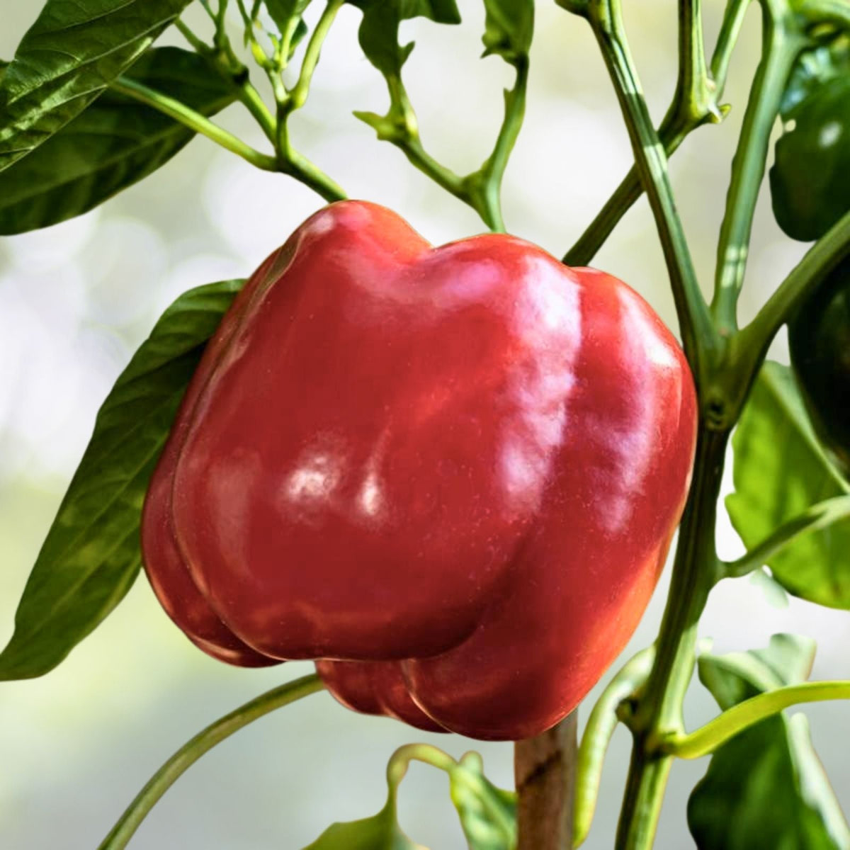 Big Red Sweet Pepper Seeds | Heirloom NON-GMO | Fresh Garden Seeds | Capsicum annuum