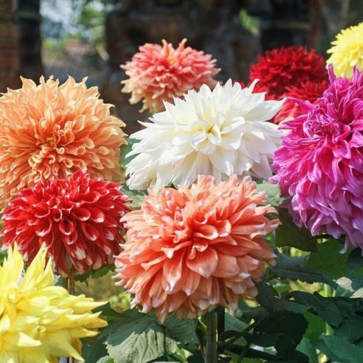 Giant Dahlia Flower Bulbs - Mixed Color Assortment - Dahlia spp. - Vibrant Garden Bloom Plants