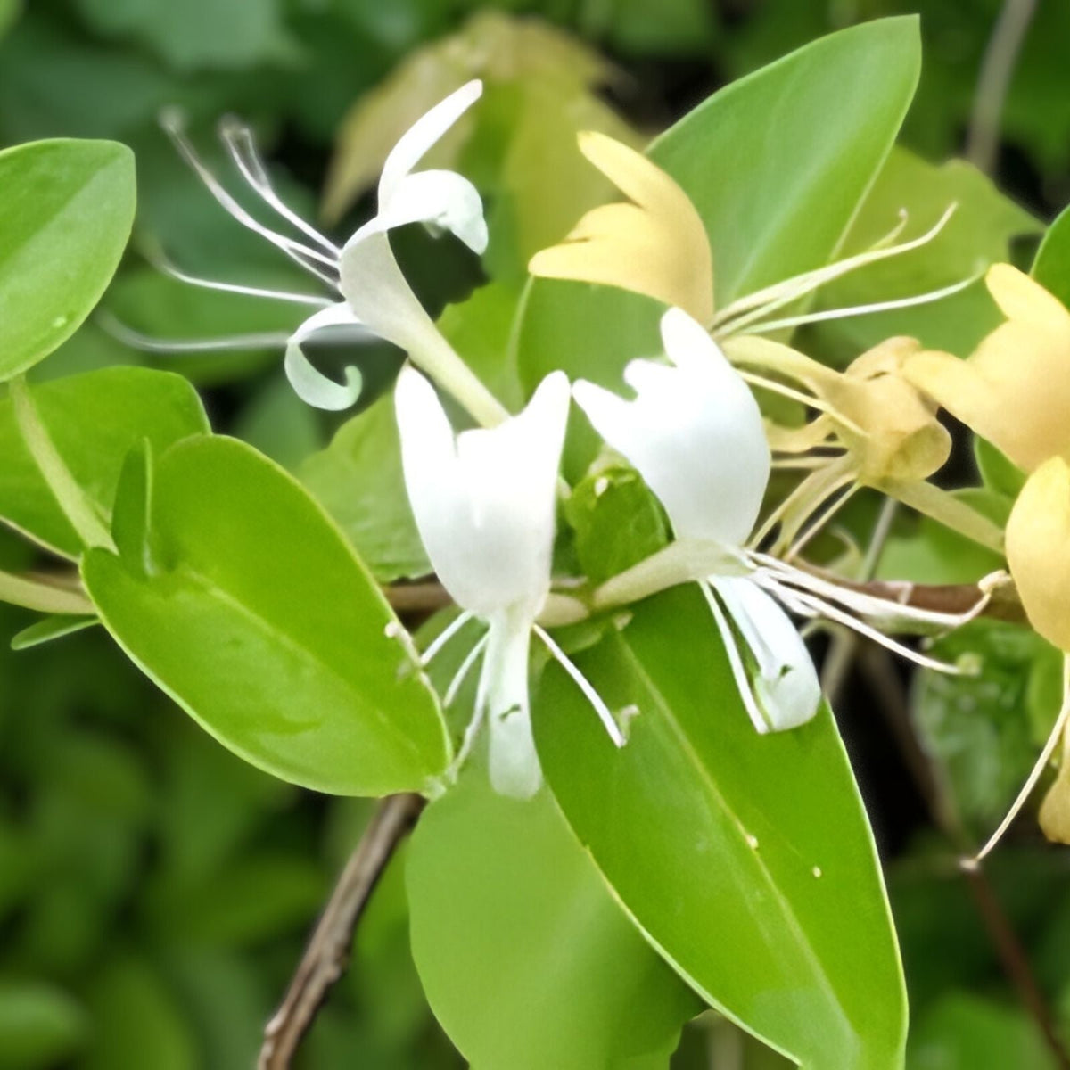 Japanese Honeysuckle Vine - 5 Live Rooted Plants - Fragrant Lonicera japonica - Southern Alabama Heritage