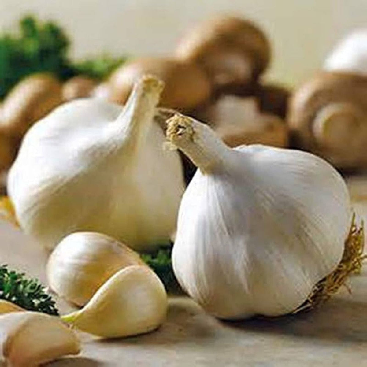 California White Garlic Bulbs 5-Pack – Allium Sativum Softneck Culinary Herb Gilroy Edible Plant