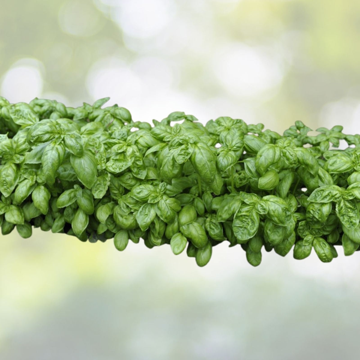 Genovese Basil Seeds | NON-GMO Heirloom | Fresh Culinary Herb | Ocimum basilicum