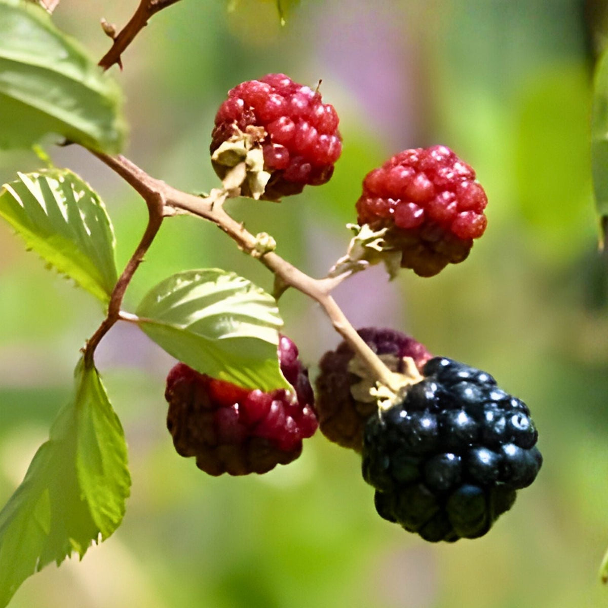 10 Bare Root Blackberry Plants - Sweetie Pie Variety - Non-GMO Rubus Fruit Starter