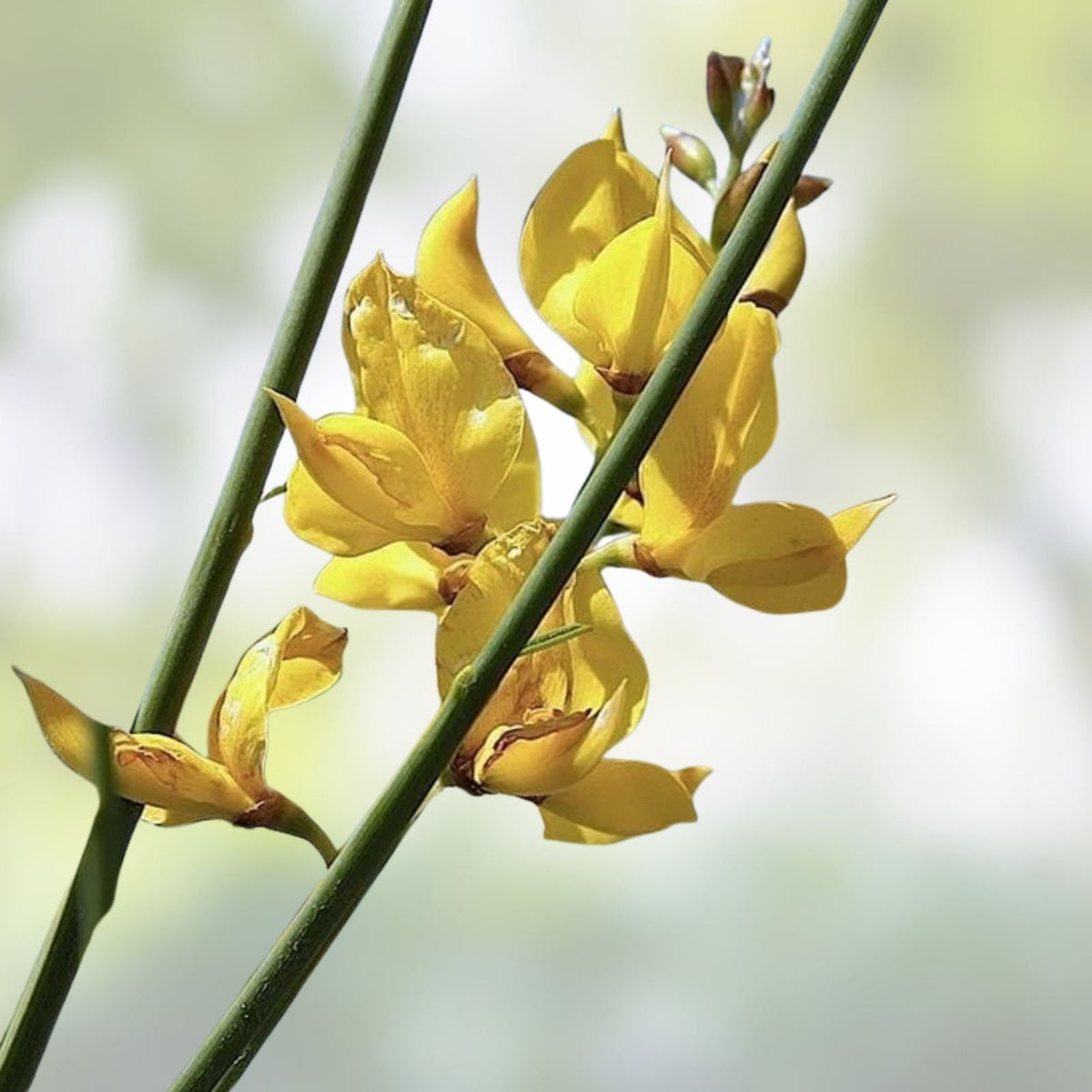 Spanish Broom Seeds 20 Pack - Yellow Flowering Shrub - Spartium junceum - Weavers Broom Plant for Garden & Landscape