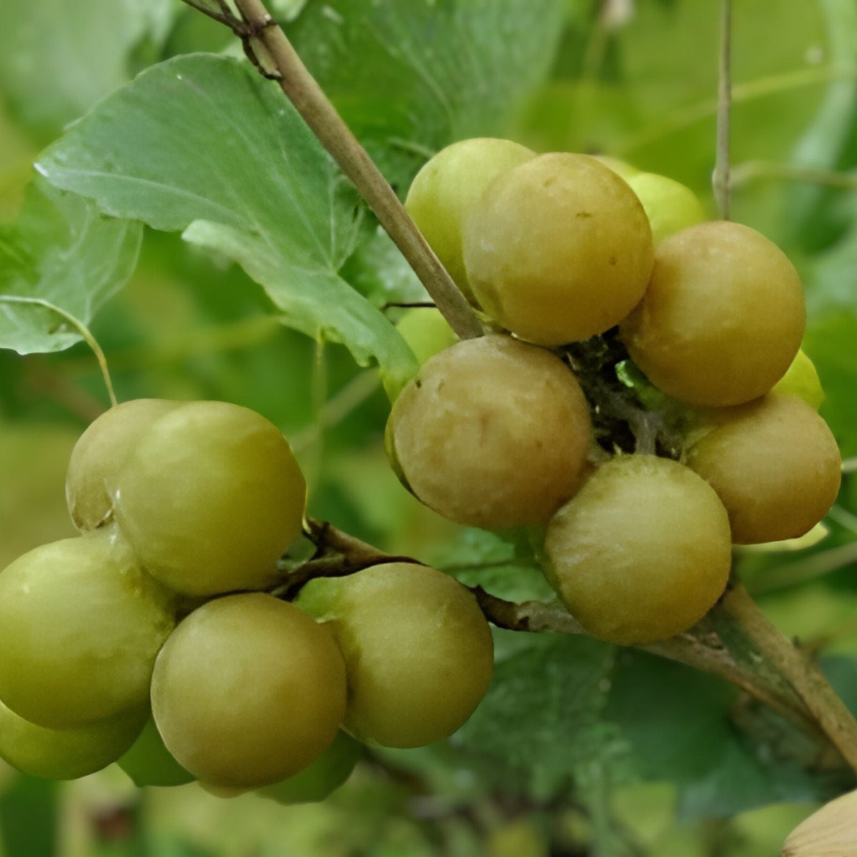 Muscadine Grape Plants 5-Pack - Carlos Sweet Edible Variety, Bronze Grapes, Self-Fertile, Disease Resistant, Vitis rotundifolia