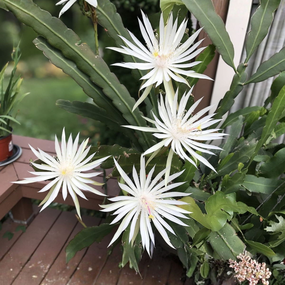 Epiphyllum Cutting 8" Unrooted Hookeri Strictum Orchid Cactus Succulent Plant