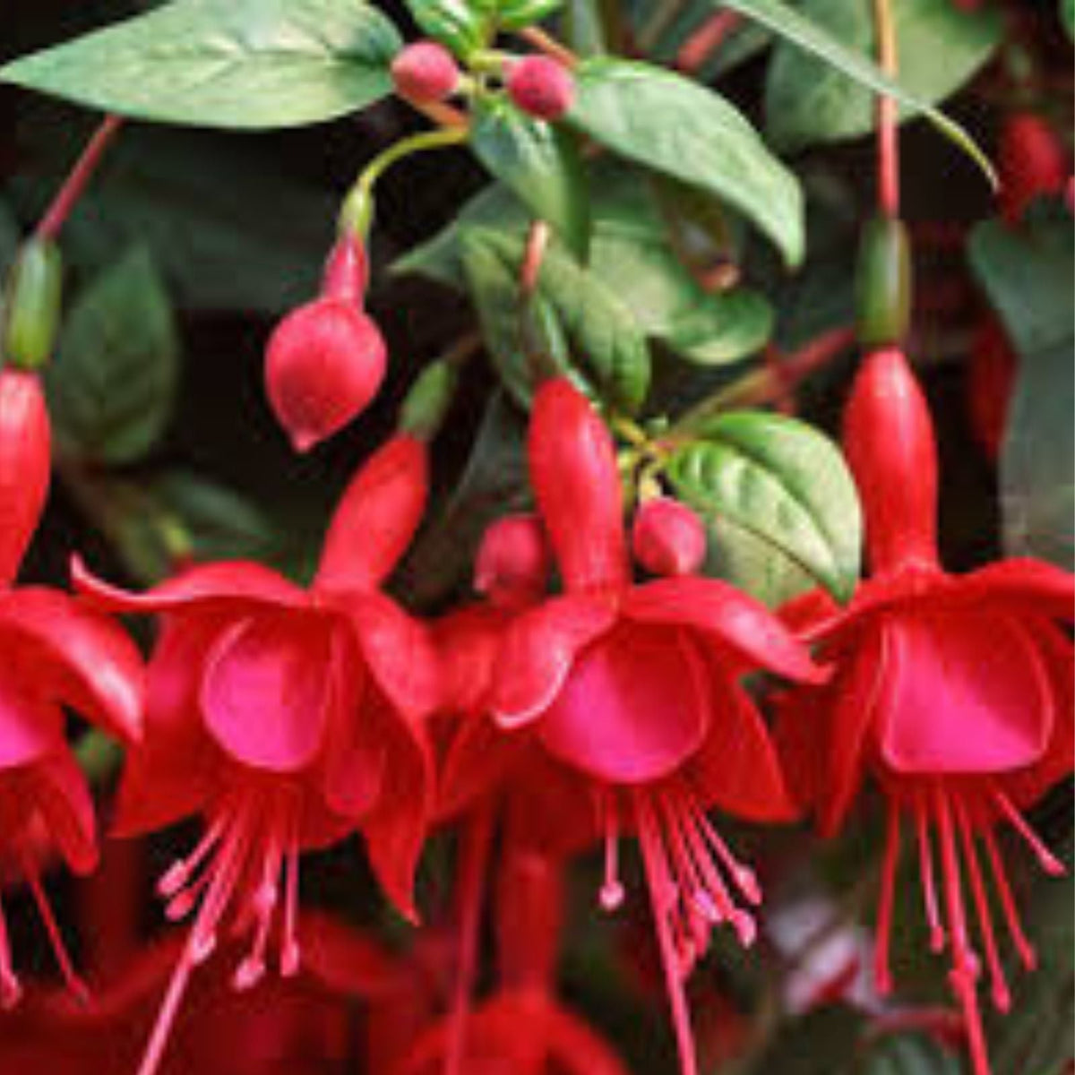 Marinka Fuchsia Live Starter Plant 3" Pot Elegant Flower Plant Fuchsia hybrida