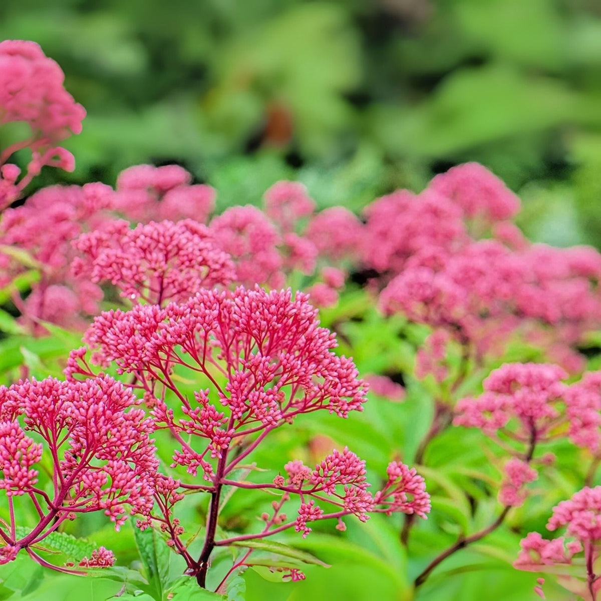 Thoroughwort Herb Seeds - Eupatorium perfoliatum - Organic Planting Seeds for Herbal Gardens