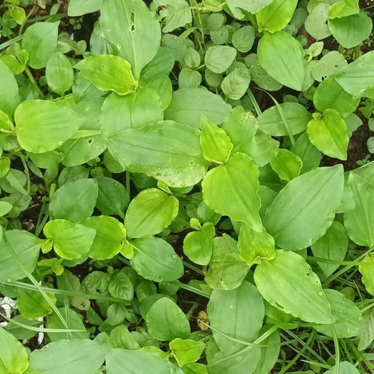 Commelina Diffusa Cuttings 7 Inches - 15 Live Tropical Ground Cover Plants - No Soil - Easy to Grow, Low Maintenance