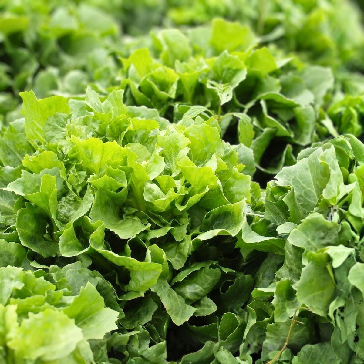 Heirloom Lettuce Seeds - 50 Non-GMO Endive Broadleaf Batavian Organic Garden Vegetable