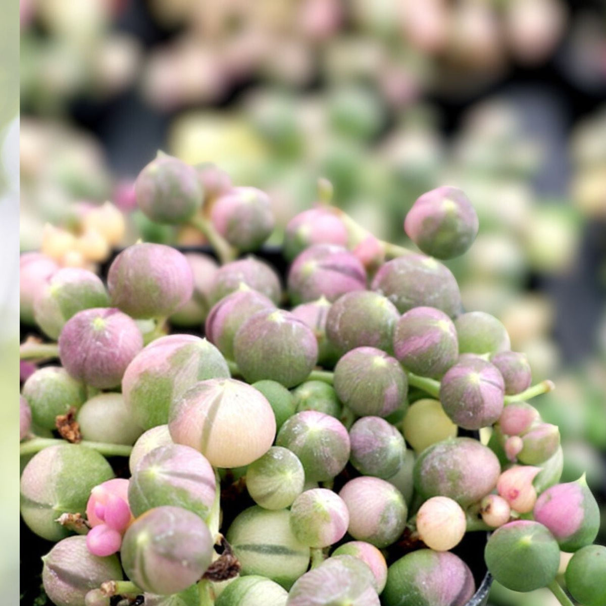 Variegated String of Pearls Succulent - 2", 4", 6" Pots - Senecio Rowleyanus 'Variegatus' - Trailing Indoor Plant