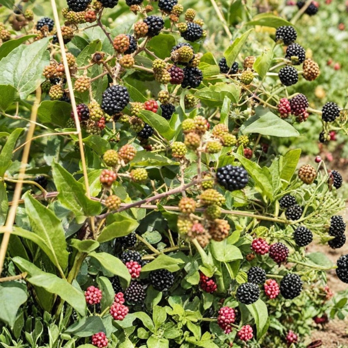 Southern Blackberry Plants – 2-3ft Live Plants with Strong Roots – Rubus fruticosus – Thornless, Fruit-bearing, Organic Blackberry Bushes