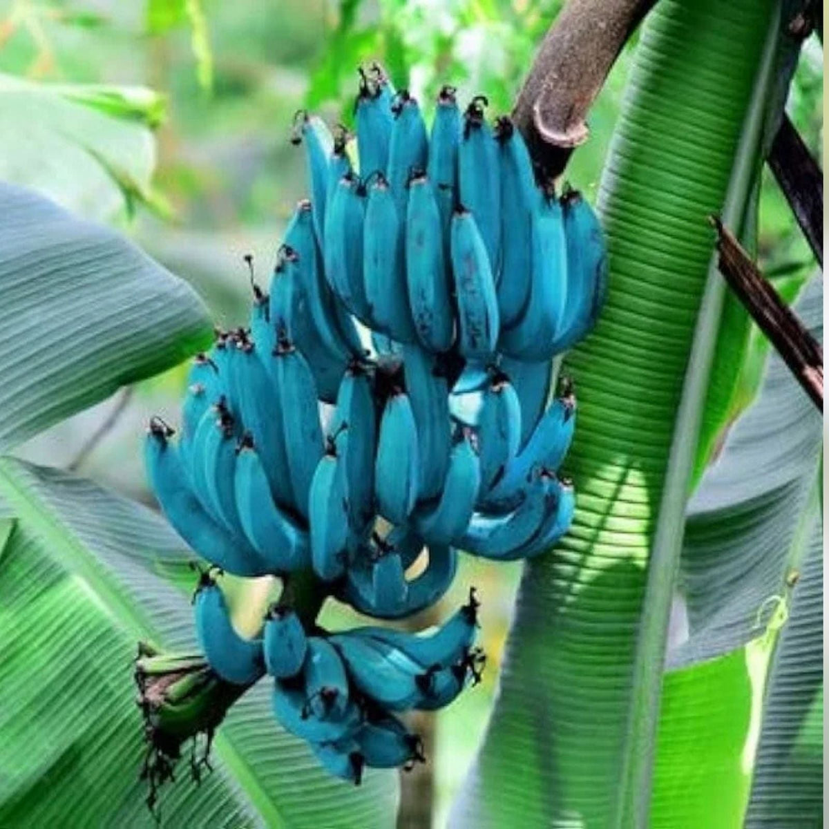 Live Blue Java Banana Tree Starter Plant – Ice Cream Banana Well Rooted Musa acuminata Tropical Ice Cream Variety