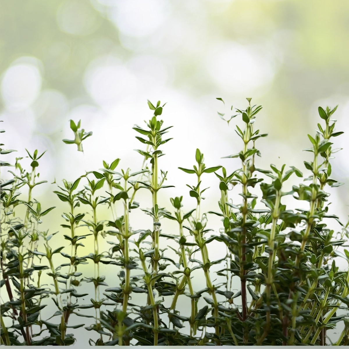 Common Thyme Herb Seeds - 300+ Fragrant Seeds - Thymus Vulgaris - Culinary Herb for Gardening