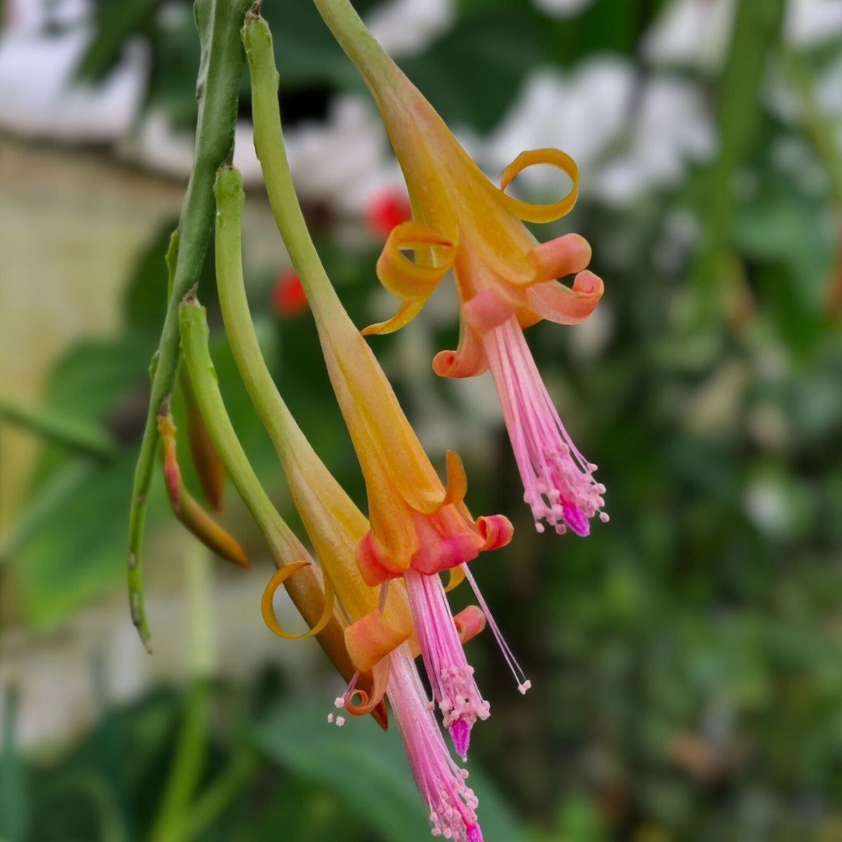 Disocactus salvadorensis Cactus - Rare Pastel Cloud Forest Epiphytic Indoor Succulent Plant
