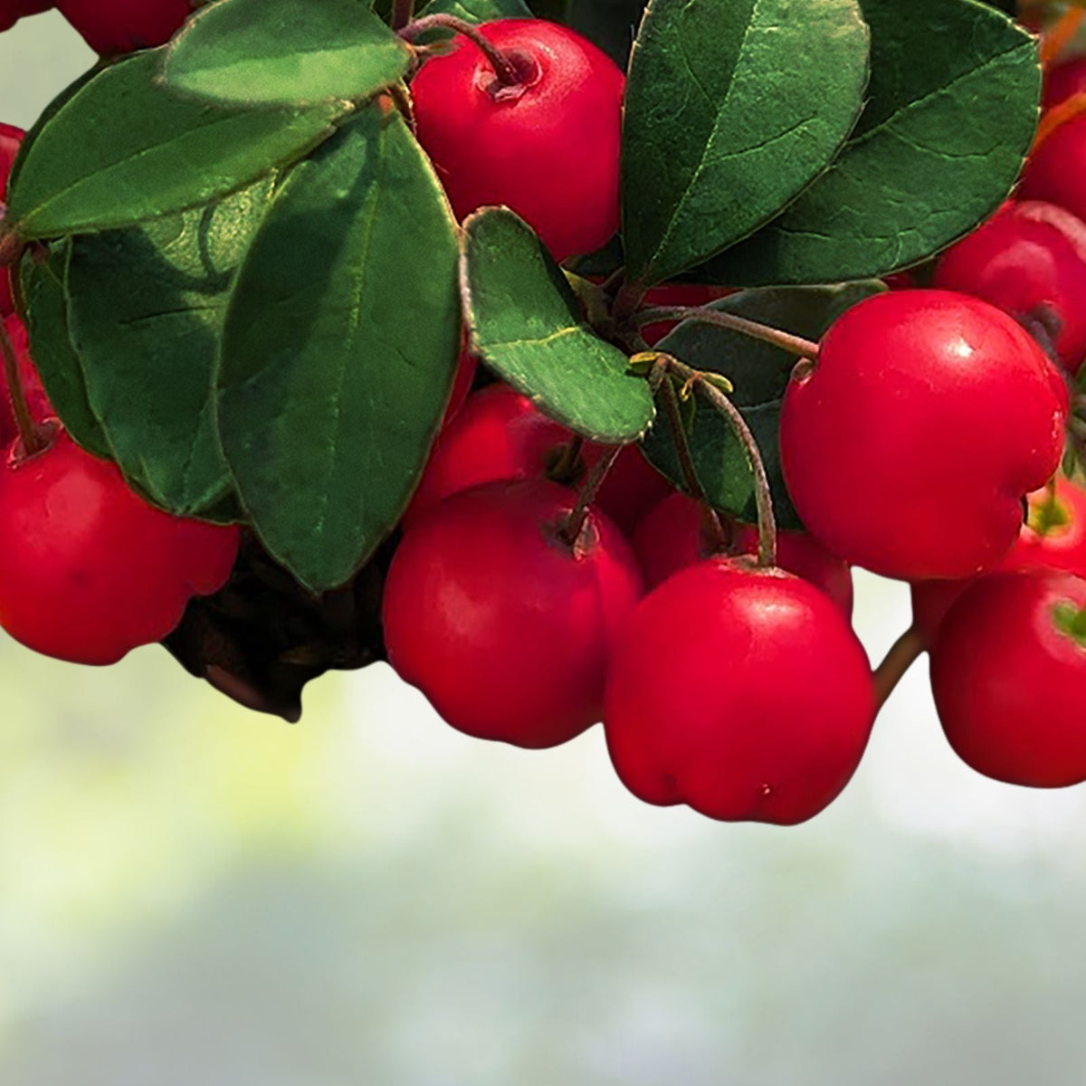 Gaultheria Cherries Berries Live Plants Set of 2 4 6" Tall Evergreen Ground Cover Plants Free Shipping