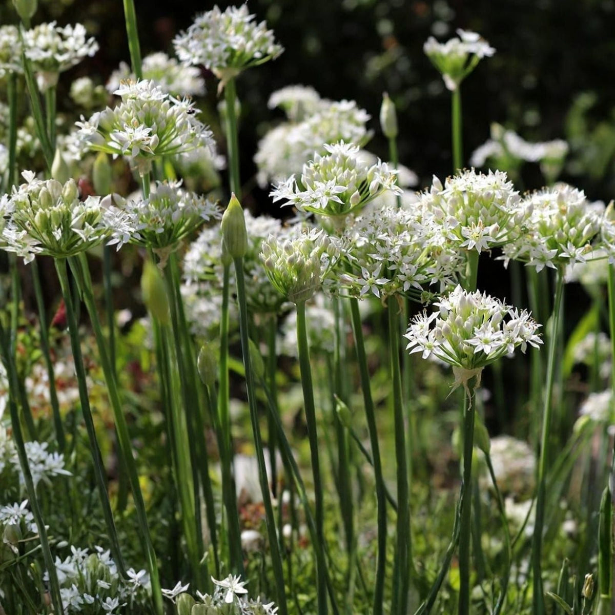 Garlic Chives Seeds 2oz - Allium Tuberosum for Microgreens and Sprouting - Culinary Herb, Organic Seed Pack