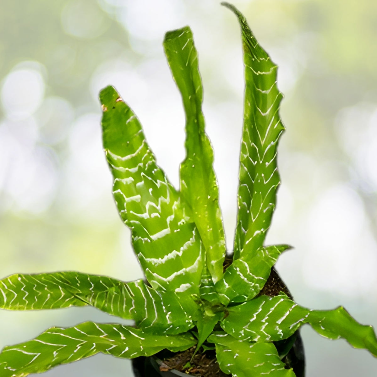Cryptanthus Plant 5" Pot 'Betty Ann Prevatt' Green with Silver Banding Cryptanthus spp.