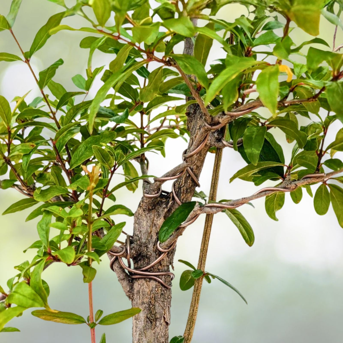 Pre-Bonsai Pomegranate Tree 6” Pot - Punica granatum - Live Plant for Indoor or Outdoor Gardening