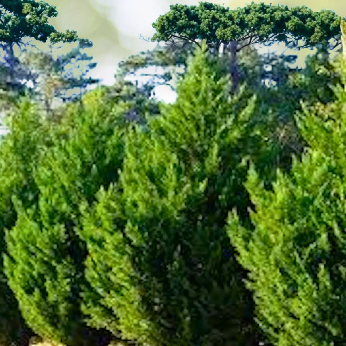 Leyland Cypress Trees - 3 Bare Root Starter Plants - Cupressocyparis leylandii - Fast Growing Evergreen Hedge