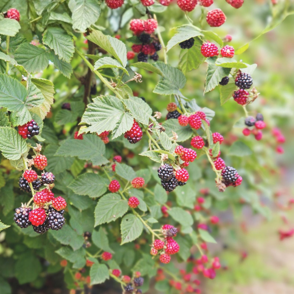 Thornless Blackberry Plant Starter - 10 Bare Root Apache - Easy Care, High Antioxidant, Full Sun - Rubus fruticosus