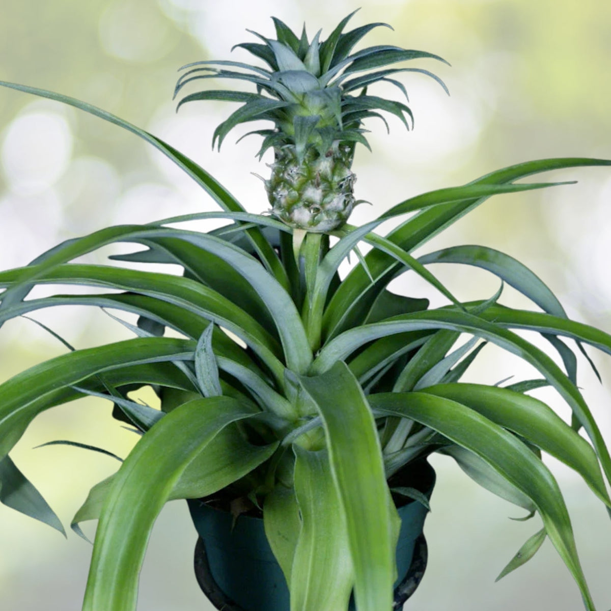 Bromeliad Plant 6" Mini Me Ananas | Tropical Houseplant | Ornamental Bromeliad | Indoor Garden Plant
