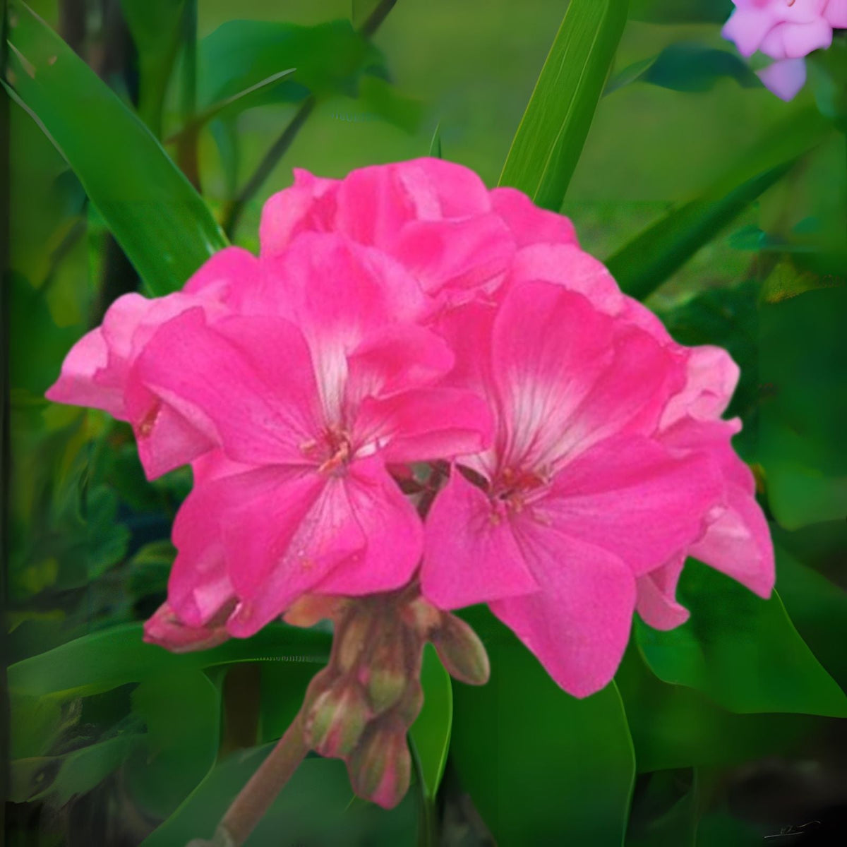 Hardy Pink Flower Geranium Cuttings - 10 x 6'' - Fragrant Perennial Geraniums (Pelargonium)