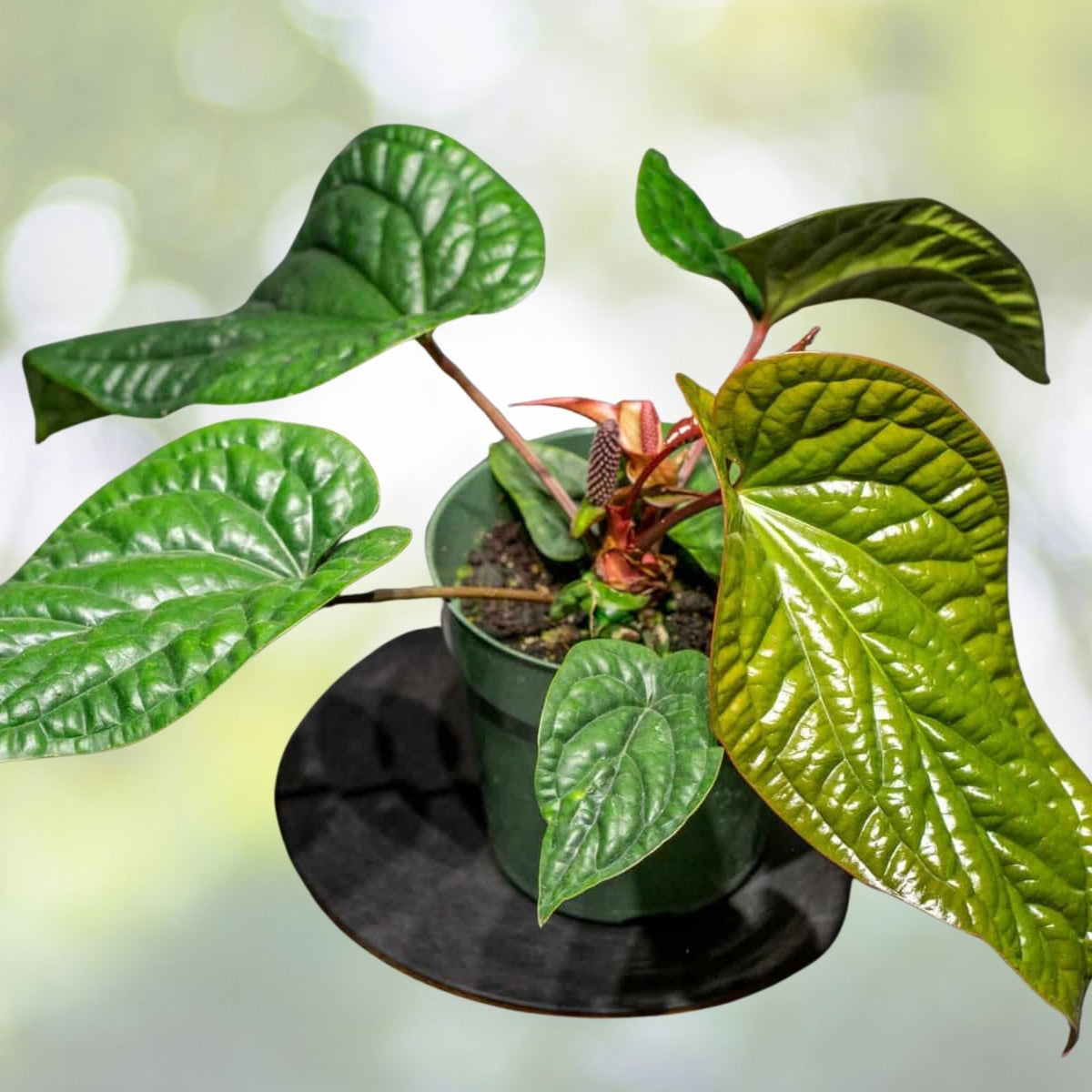 Philodendron Billietiae 6" Pot - Easy Care Tropical Houseplant - Philodendron spp. - Perfect for Indoor Gardening