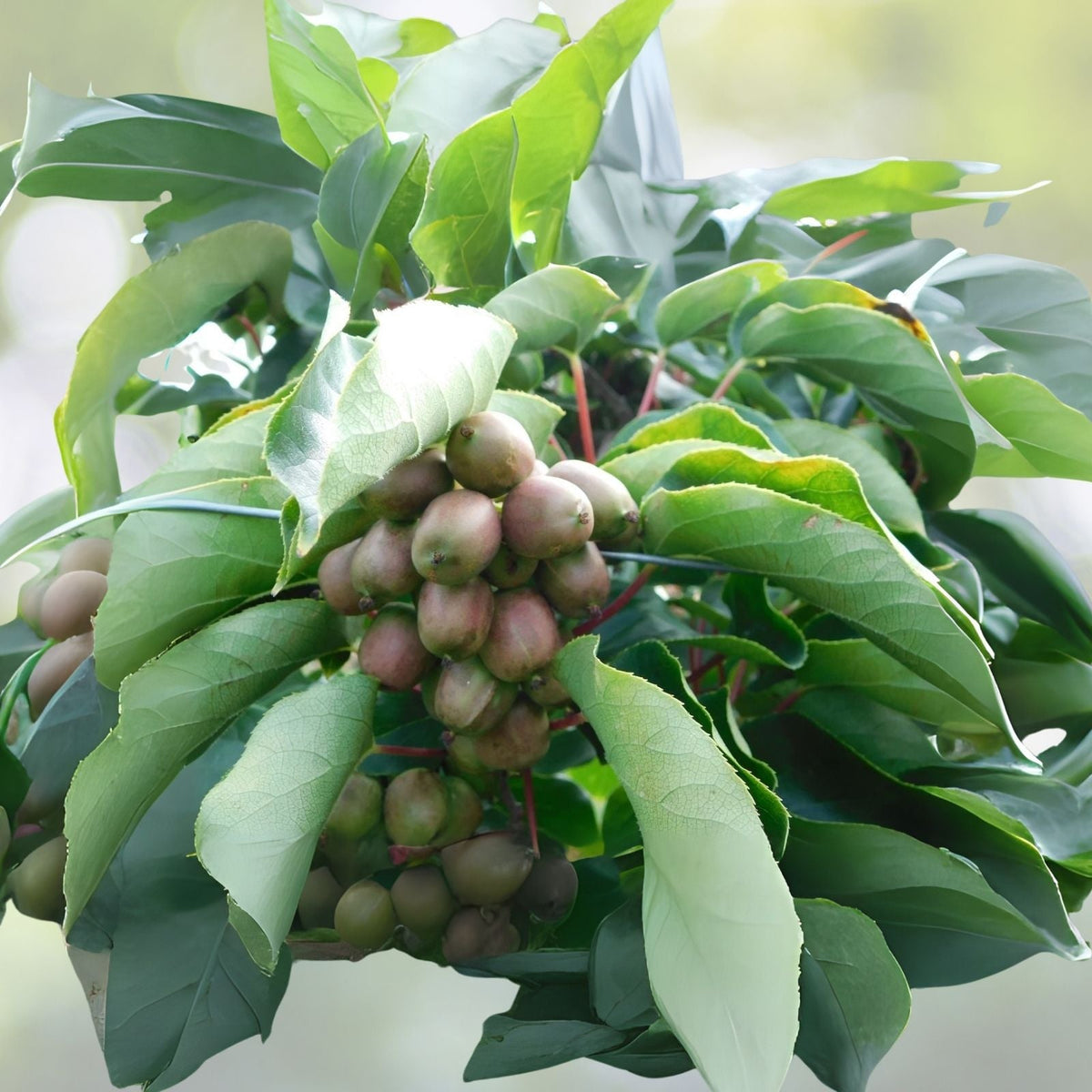 Kiwi Plant Starter - Live Rooted Anna Variety - Actinidia deliciosa - Zones 4-9