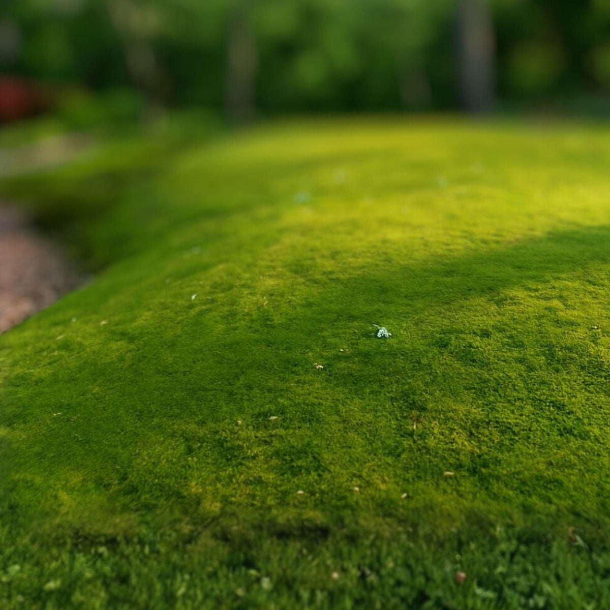 Fresh Living Sheet Moss - Maryland - Ideal for Terrariums, Bonsai, Fern Gardens, and Containers - Hypnum spp.