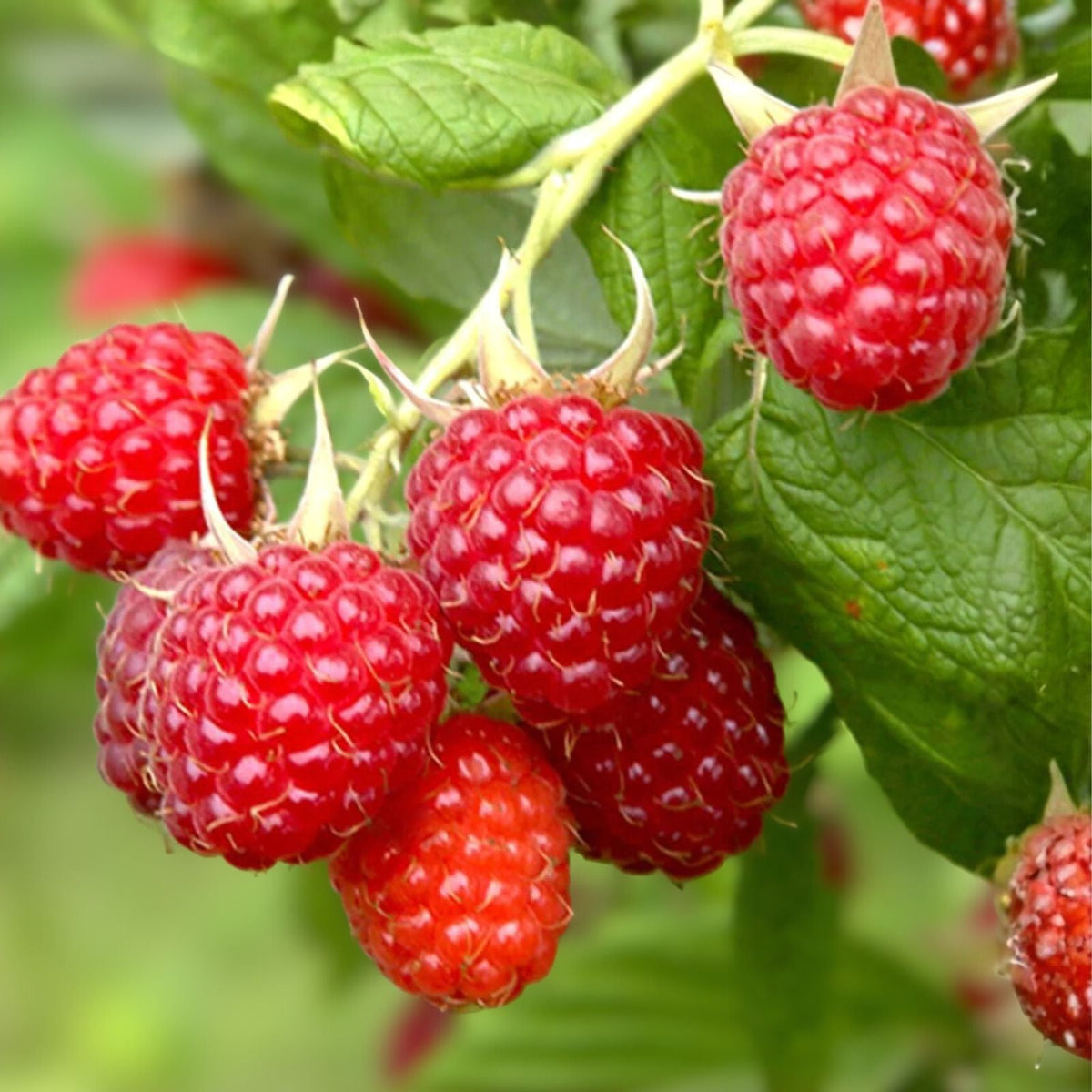 Thornless Raspberry Plant, Bare Root, Glencoe Variety, Purple Fruit, Rubus idaeus, Easy Care, High Yield