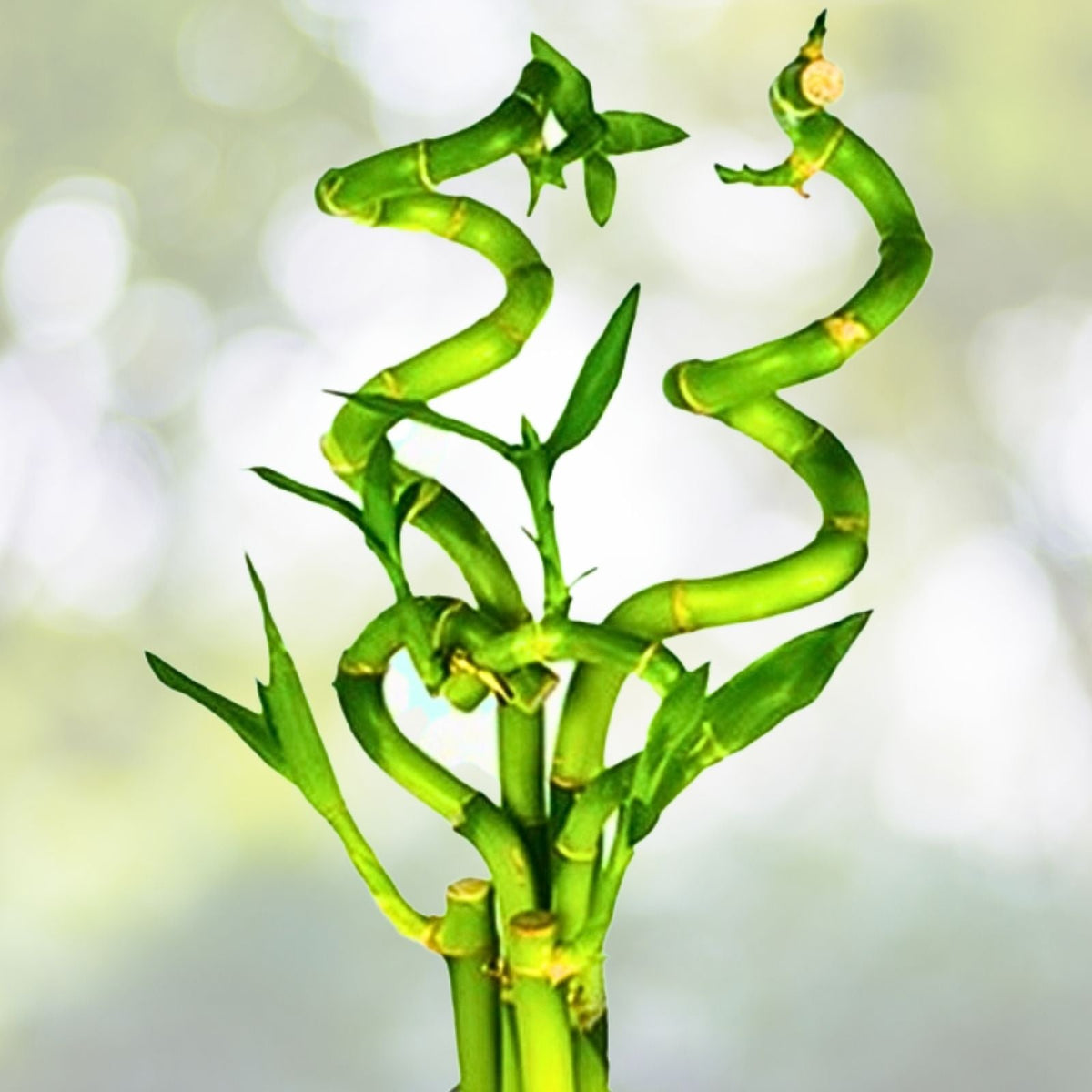 Curly Bamboo Live Plants 3 XL - Easy Aquatic Plant for Aquarium Pond - Bambusoideae