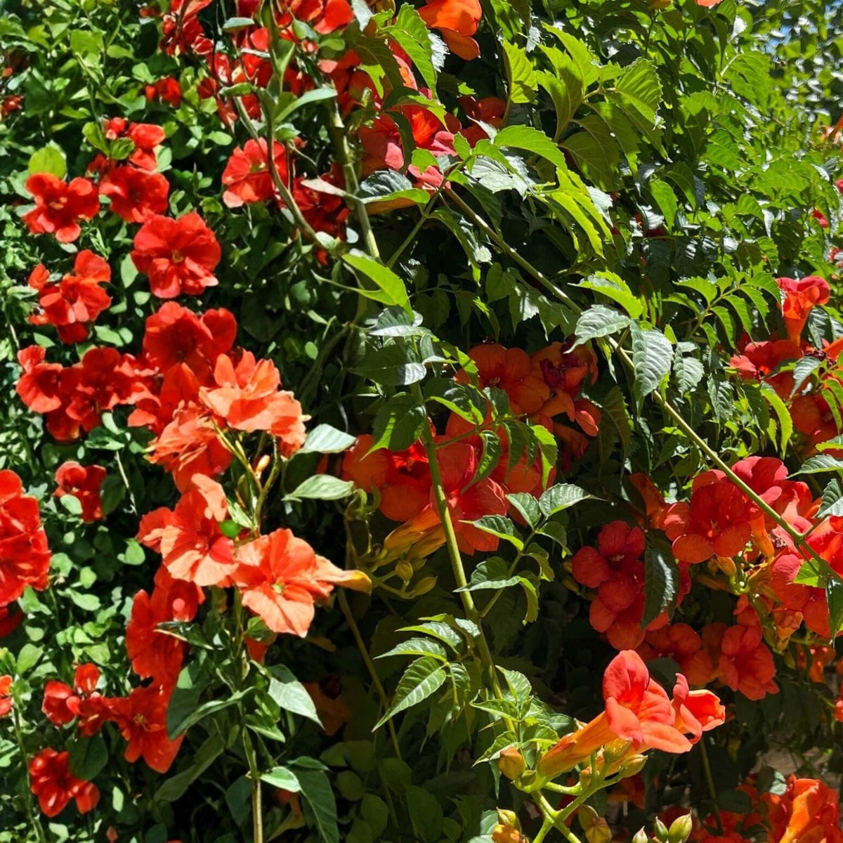Trumpet Vine Seedlings 10-Pack Vibrant Orange-Red Blooms Campsis Radicans Climbing Plant