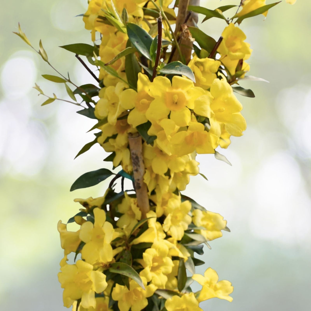Carolina Yellow Jasmine Vine 4-Pack, Fragrant Gelsemium sempervirens, Climbing Plant, Hummingbird Attractant