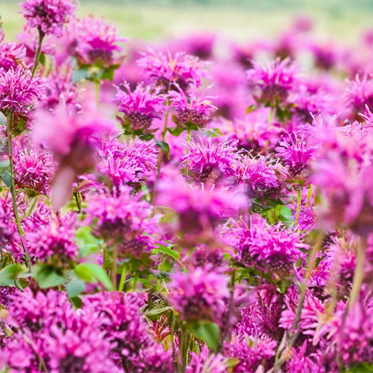 Bee Balm Live Plants 4-Pack Organic Bergamot Monarda Perennial Non-GMO Attracts Bees & Hummingbirds