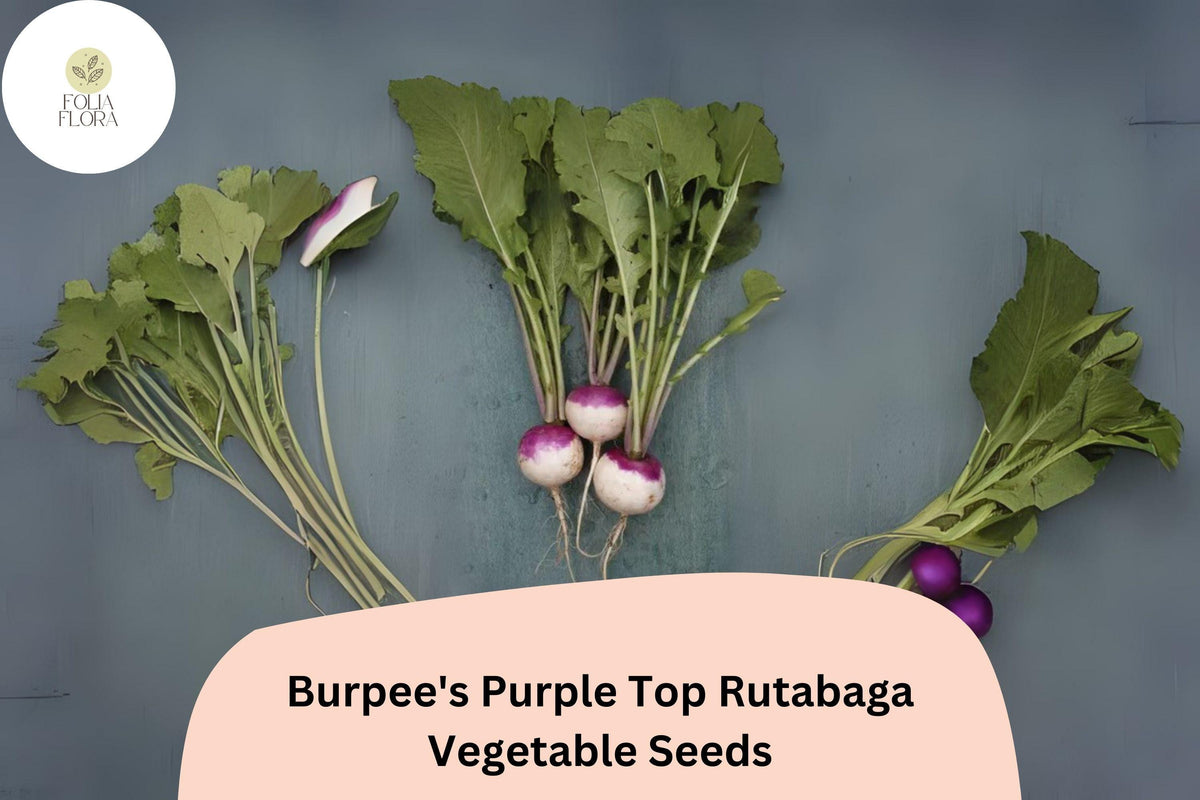 500+ Burpee’s Purple Top Rutabaga Seeds - Heirloom Brassica napobrassica - Non-GMO Cool-Season Root Crop for Garden Planting