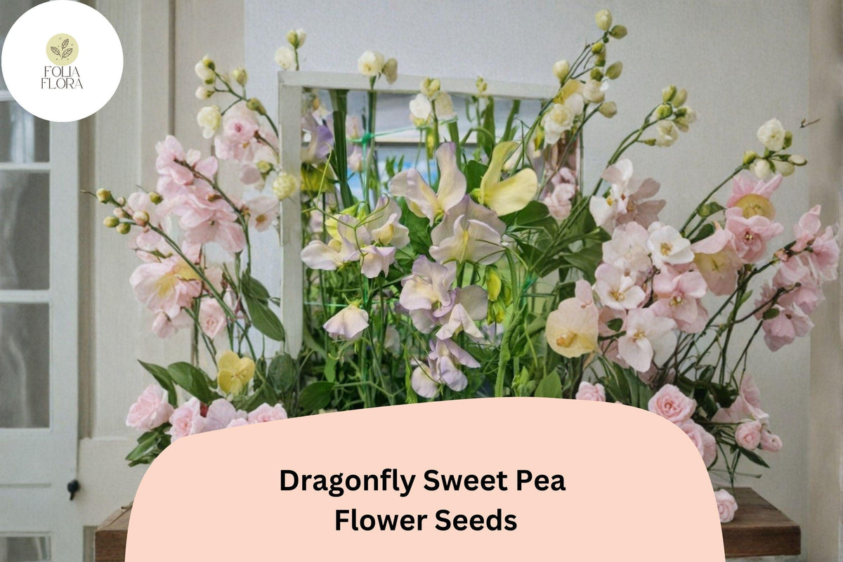Dragonfly Sweet Pea Seeds | 50+ Bicolor Winged Blooms | Lathyrus odoratus | Climbing Vine for Garden Planting