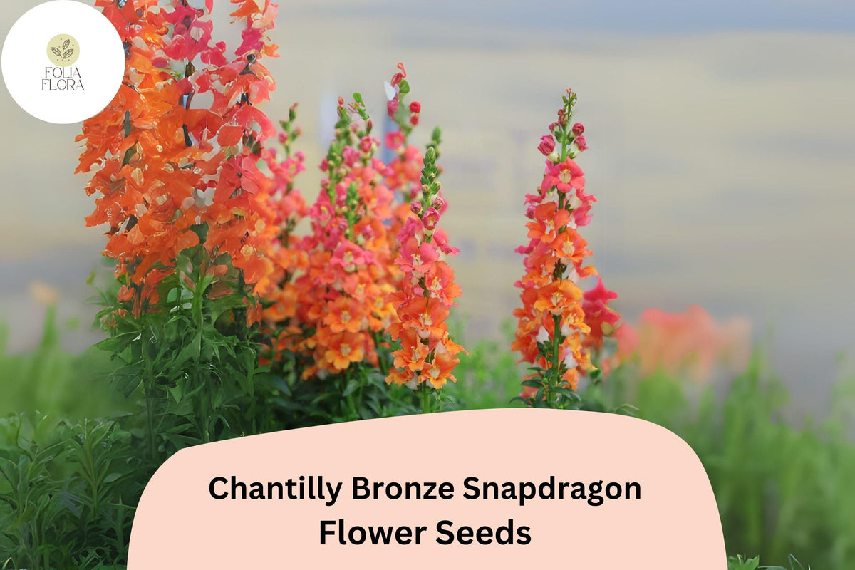 Chantilly Bronze Snapdragon Seeds | 1000+ Seeds | Tall Peach Orange Blooms | Antirrhinum majus | Pollinator-Friendly Garden Flowers
