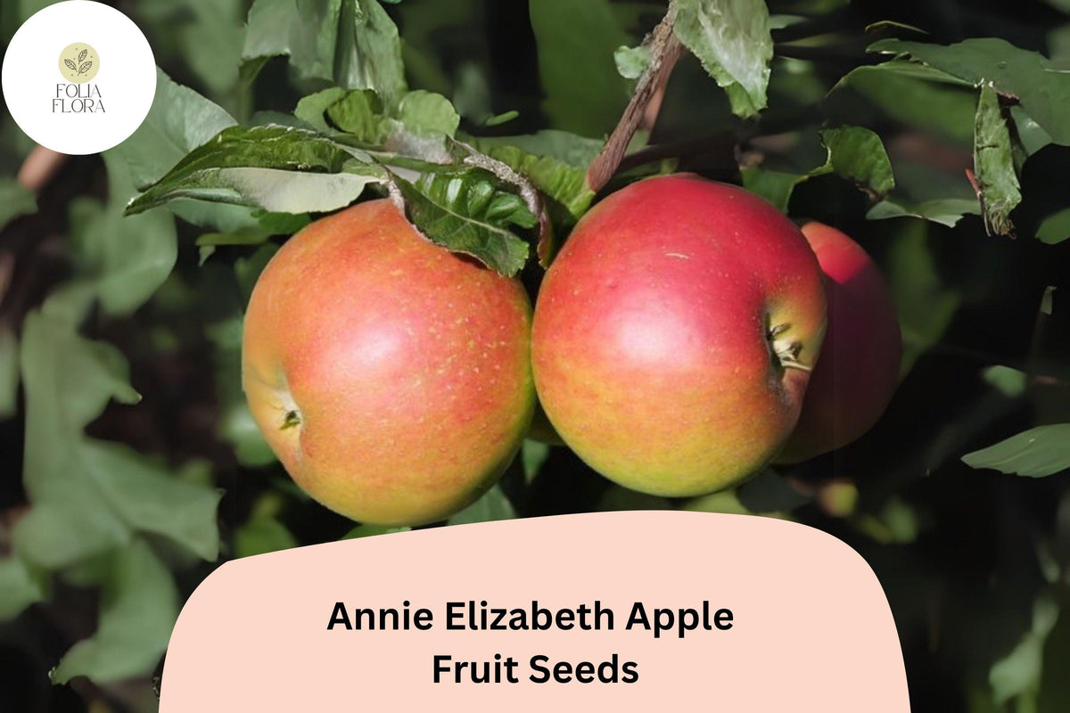 Annie Elizabeth Apple Seeds | 25+ Cold Hardy Heritage Cooking Apple Seeds | Malus domestica | Deep Red Skin, Tart-Sweet Flavor