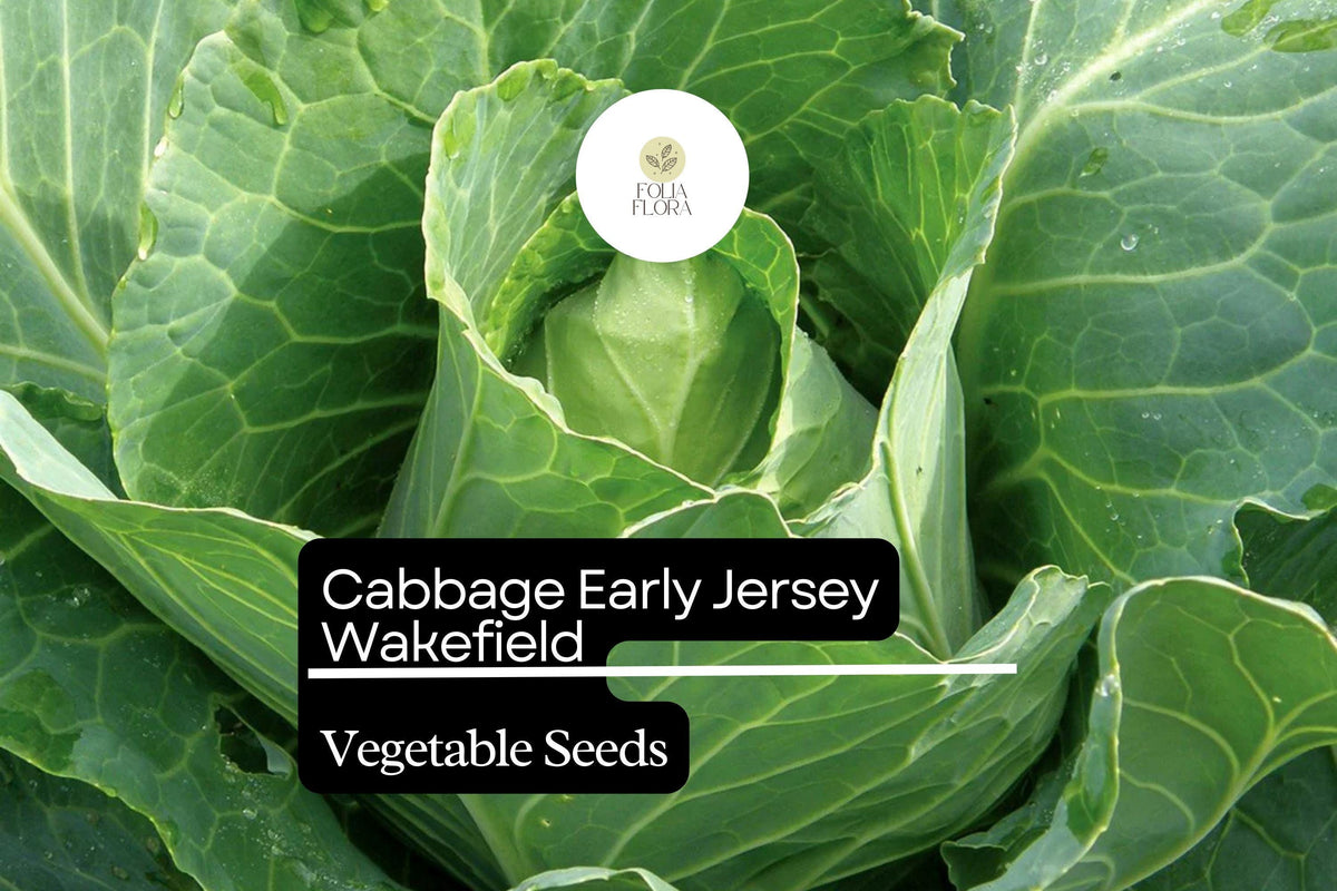 Jersey Wakefield Cabbage Seeds - 500+ Heirloom Brassica oleracea for Early Harvest - Pointed Heads, Sweet Flavor, Garden Planting