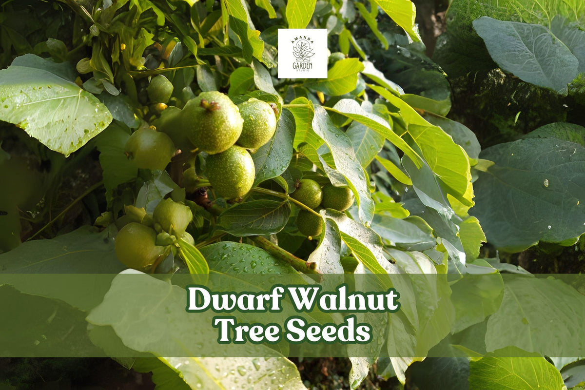 Dwarf Walnut Tree Seeds - 2 Juglans Regia Edible Nut Seeds - Hardy Shade Tree for Home Gardens & Orchards
